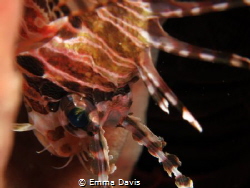 Look into my eye by Emma Davis 